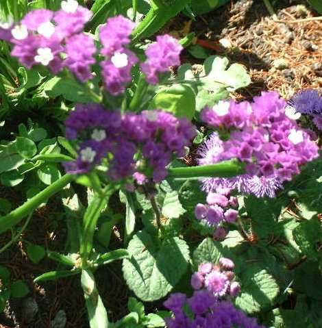 راهنمای نگهداری و پرورش گل و گیاهان زینتی - زنبوری